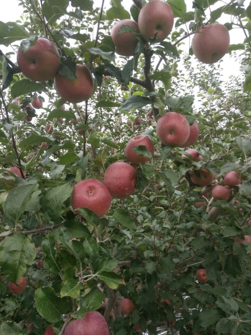 盐源苹果盐源糖心苹果大量上市，需要的产地考察，