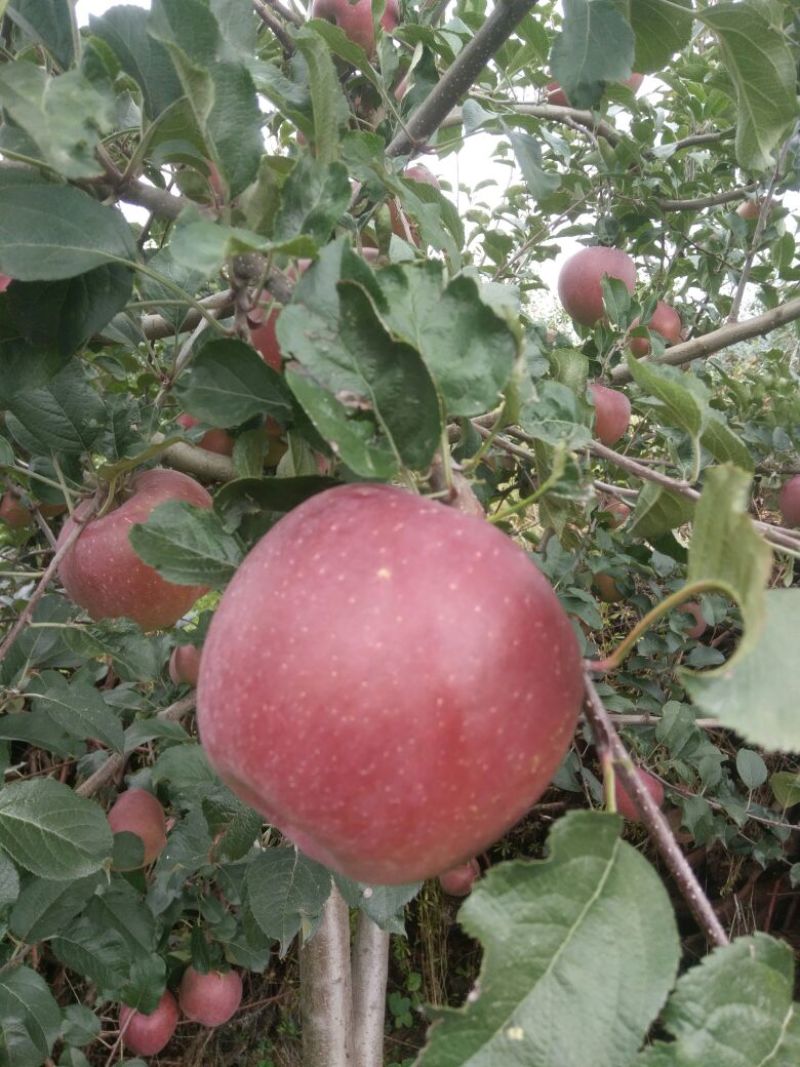 盐源苹果盐源糖心苹果大量上市，需要的产地考察，