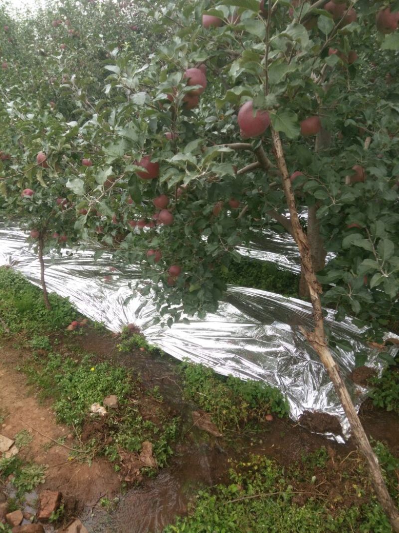 盐源苹果盐源糖心苹果大量上市，需要的产地考察，