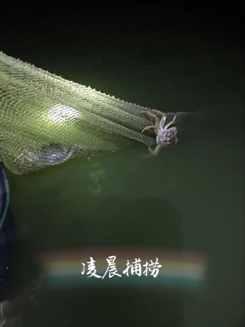 河蟹食用雌2.0-2.2两/只