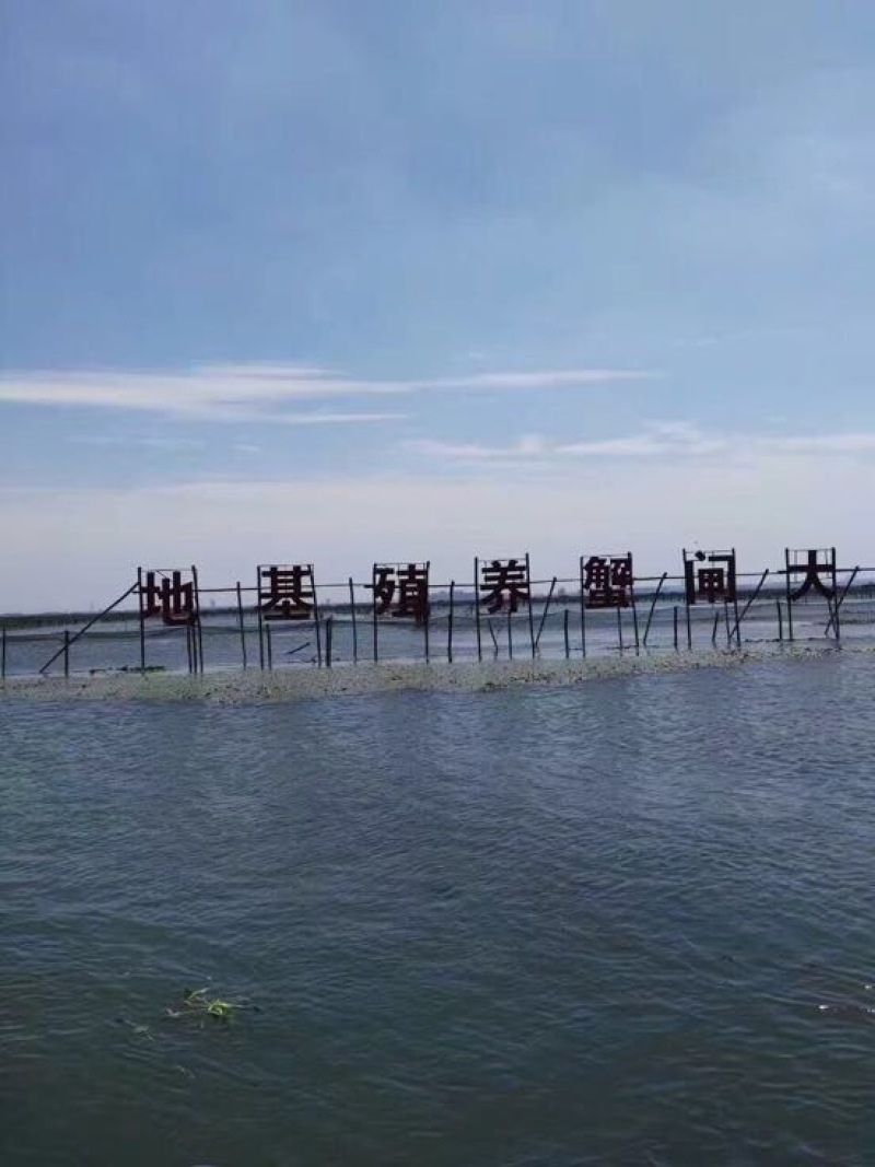 河蟹食用雌2.0-2.2两/只