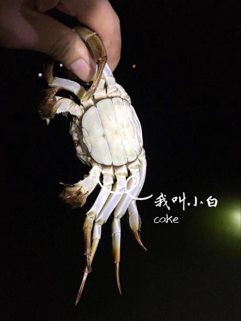 河蟹食用雌2.0-2.2两/只