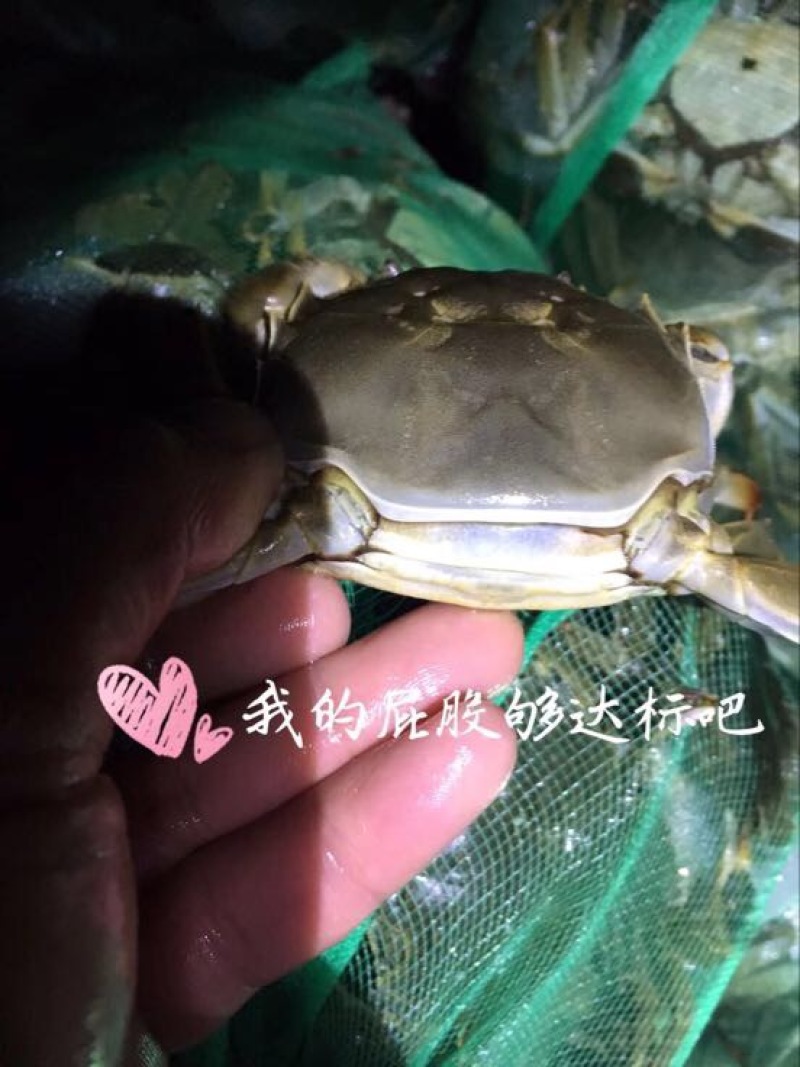 河蟹食用雌2.0-2.2两/只