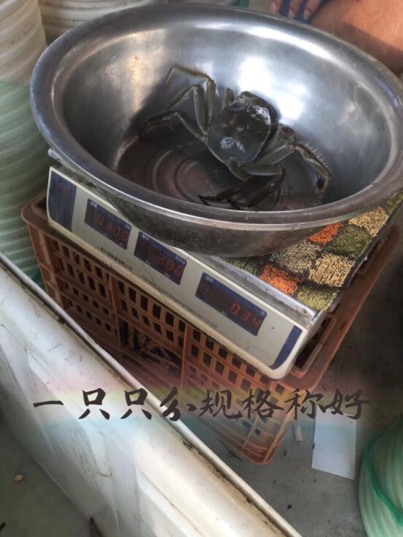 河蟹食用雌2.0-2.2两/只
