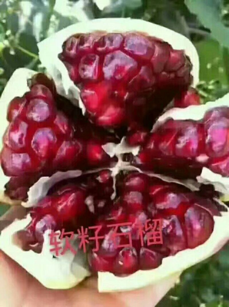 突尼斯软籽石榴，硬籽石榴，商品果，次果！