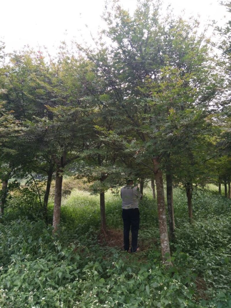 红枫141~170cm