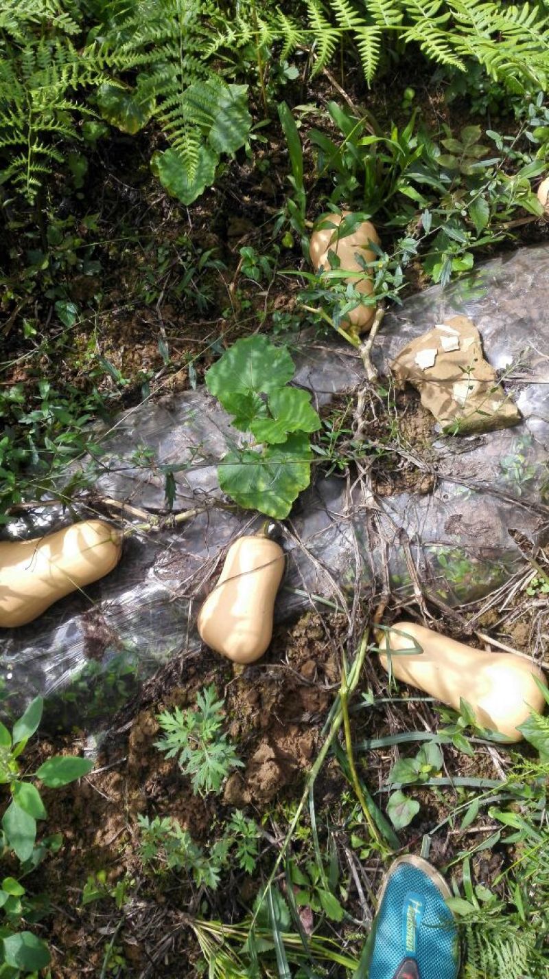 奶油南瓜（已经售完）