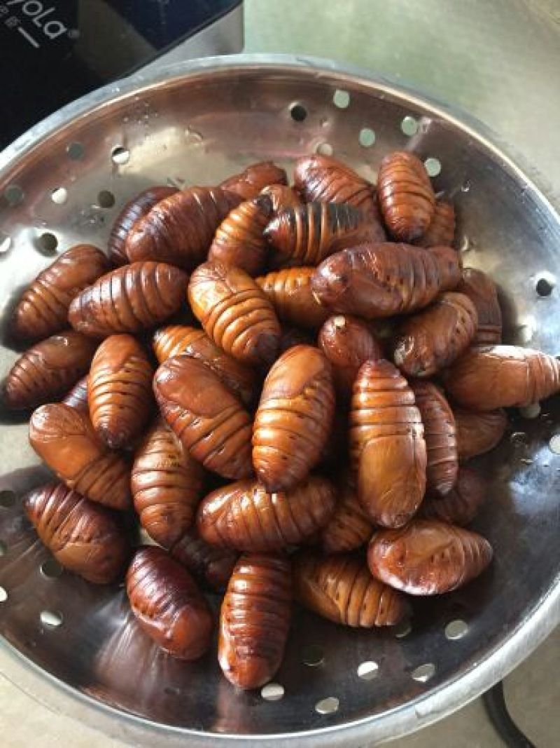 茧蛹