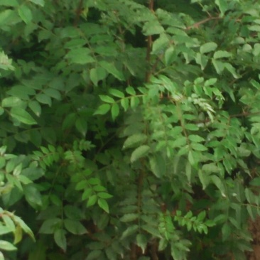 花椒树30~50cm