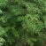 花椒树30~50cm