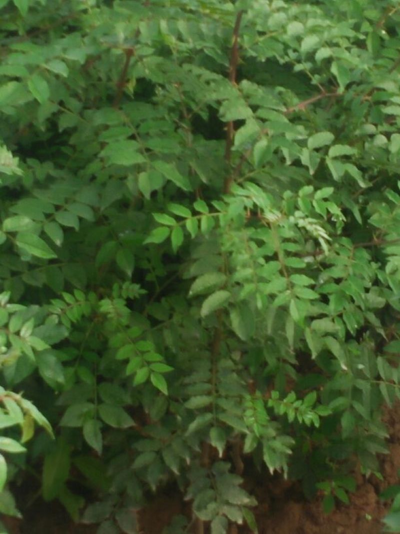 花椒树30~50cm