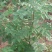 花椒树30~50cm