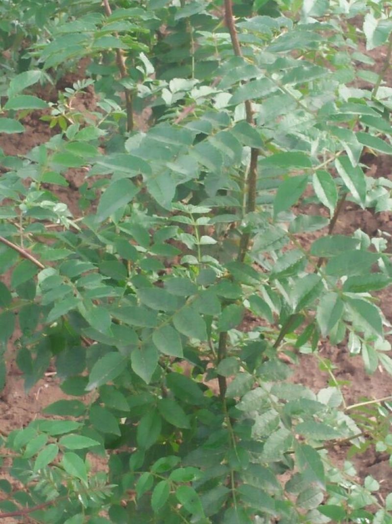 花椒树30~50cm