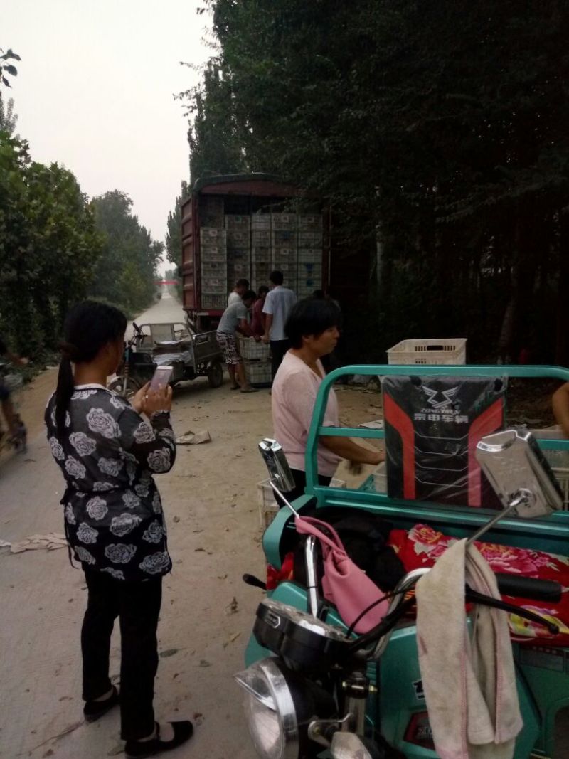 红星苹果红香蕉苹果产地直发