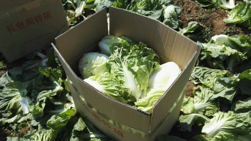 夏阳白菜大量上市可以散装，装袋，装箱净菜