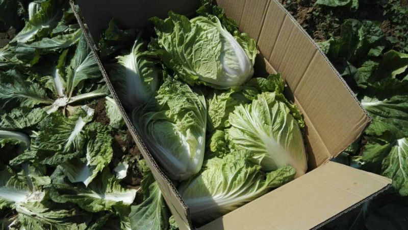 夏阳白菜大量上市可以散装，装袋，装箱净菜