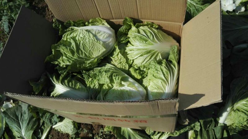 夏阳白菜大量上市可以散装，装袋，装箱净菜