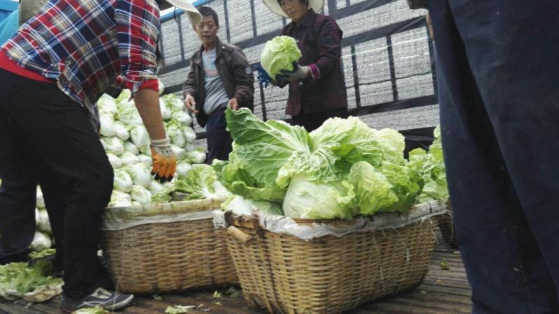 夏阳白菜大量上市可以散装，装袋，装箱净菜
