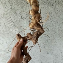 黄精中大货