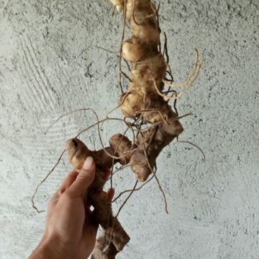 黄精中大货