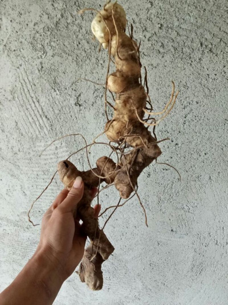 黄精中大货