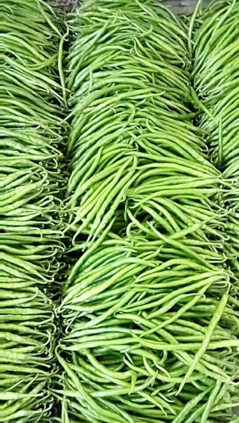 山东临沂费县线椒特辣可视频看货可供市场商超电商可电话订购