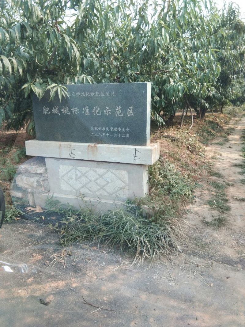 冬桃苗冬雪蜜桃冬雪王桃11月中旬成熟桃树苗当年苗桃苗