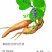 五倍子