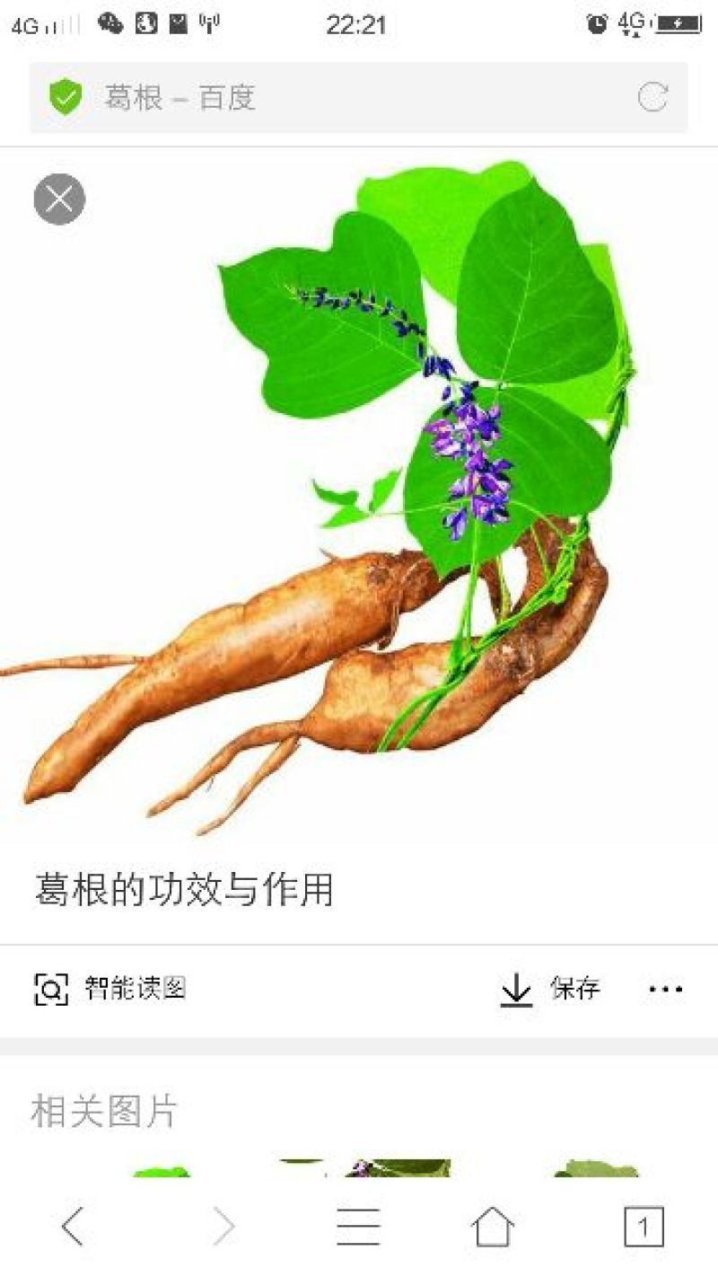 五倍子