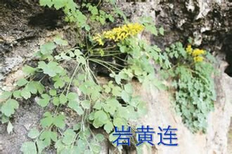 五倍子