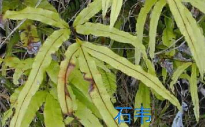 五倍子