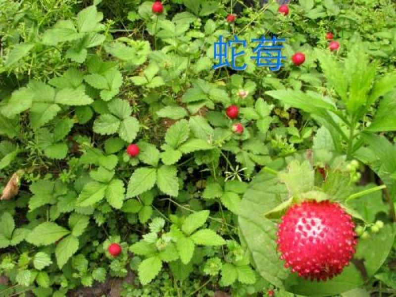 五倍子