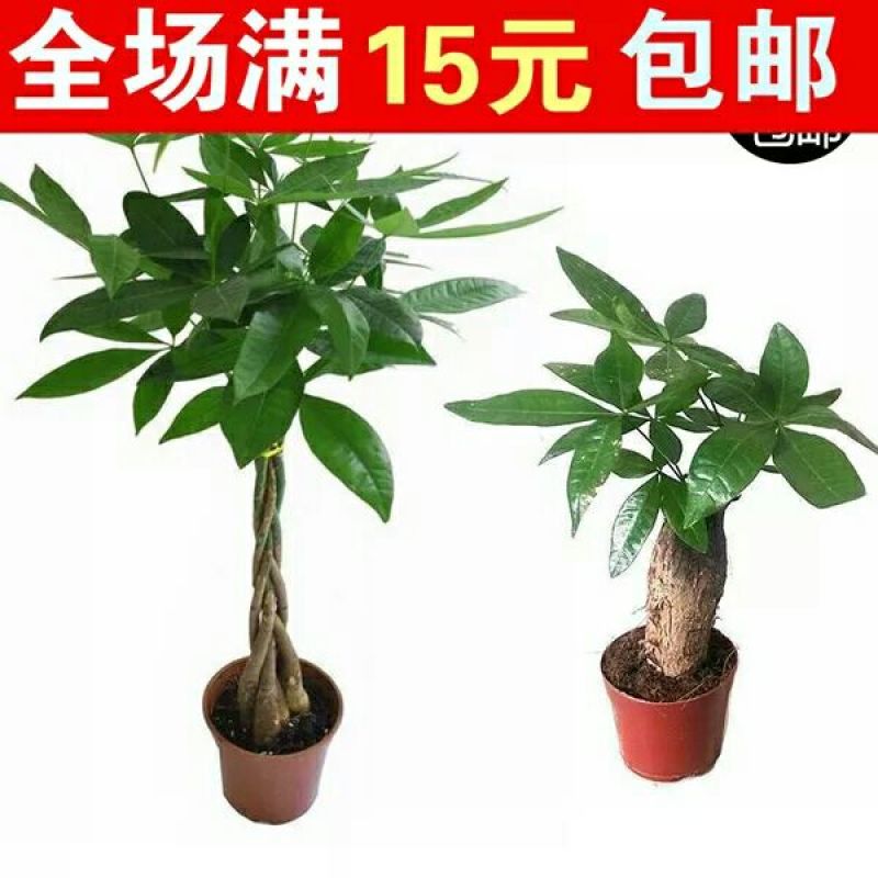 发财树不含盆