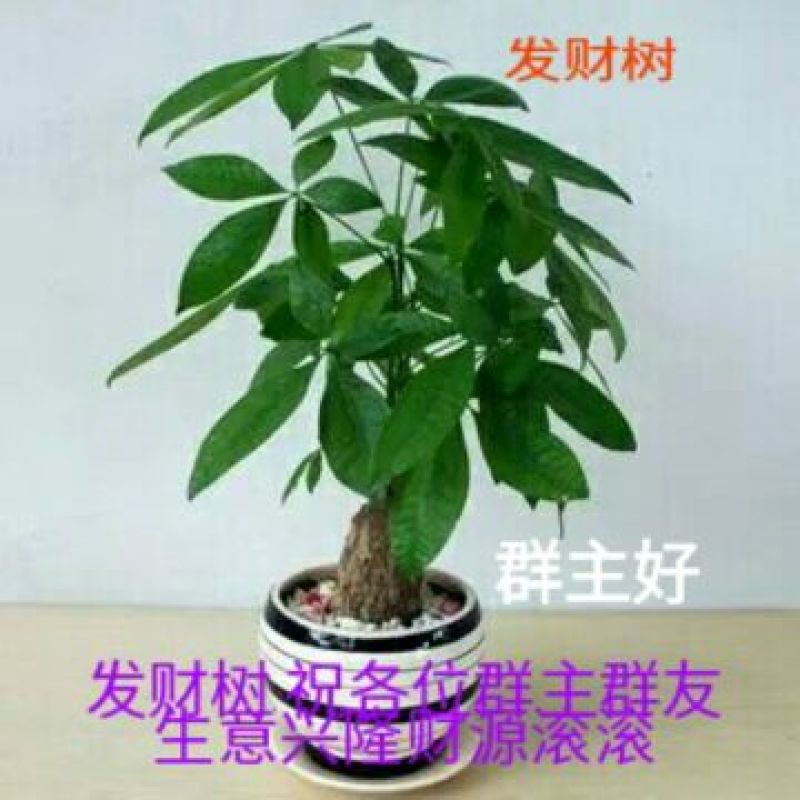 发财树不含盆
