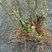 映山红树桩5~10cm