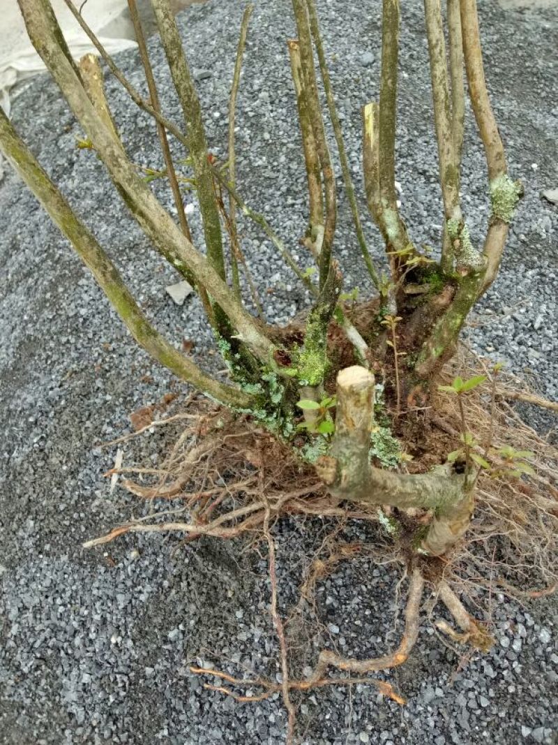 映山红树桩5~10cm