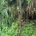 映山红树桩5~10cm