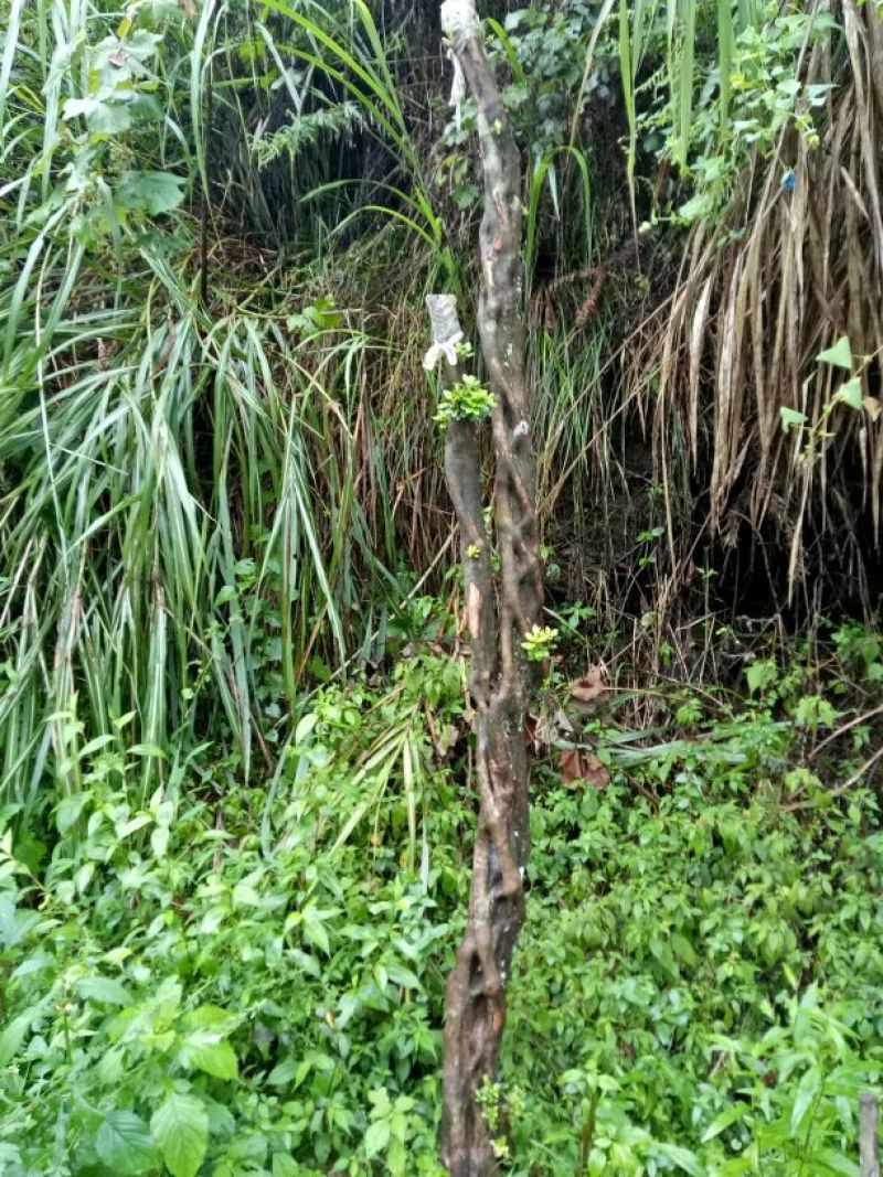 映山红树桩5~10cm