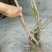 映山红树桩5~10cm