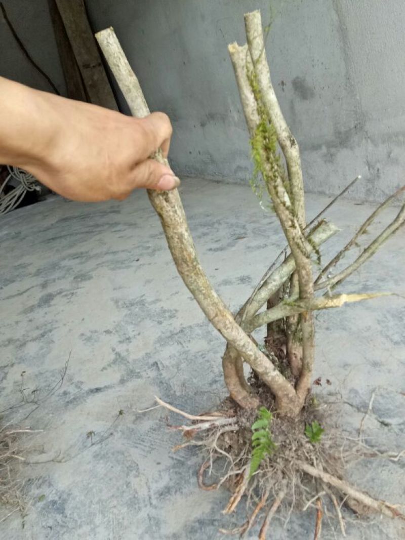 映山红树桩5~10cm