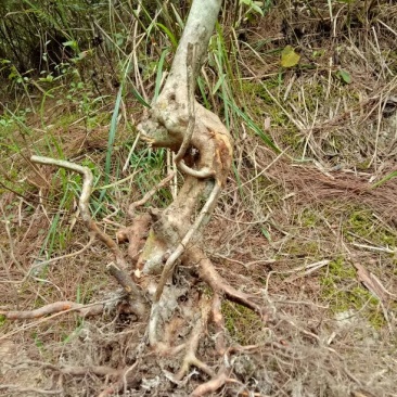 映山红树桩5~10cm