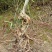 映山红树桩5~10cm