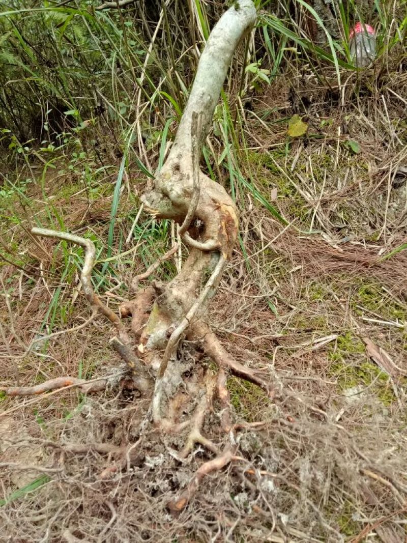 映山红树桩5~10cm