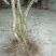 映山红树桩5~10cm