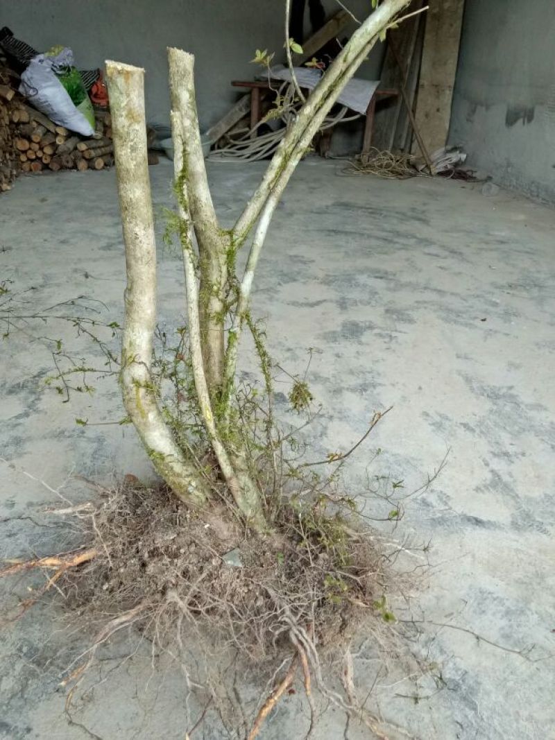 映山红树桩5~10cm
