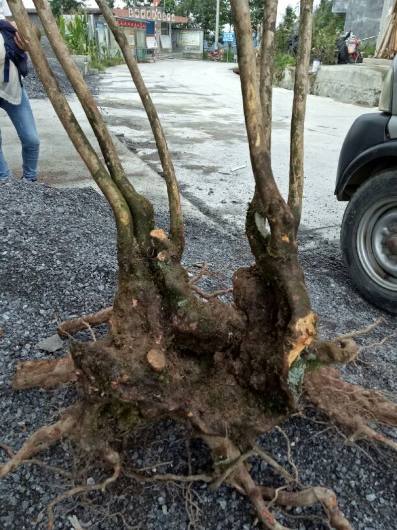 映山红树桩5~10cm