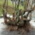 映山红树桩5~10cm
