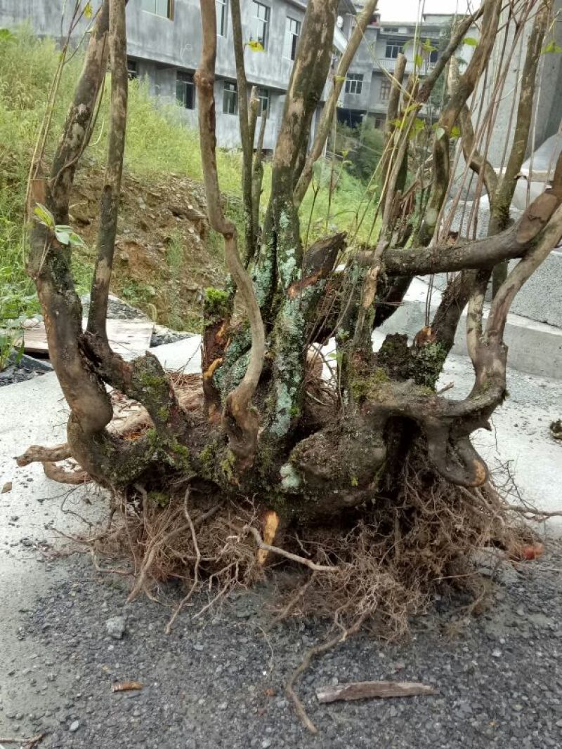 映山红树桩5~10cm