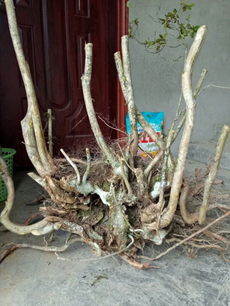 映山红树桩5~10cm