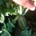青萝卜791.玉美人